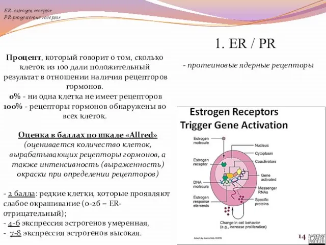 1. ER / PR - протеиновые ядерные рецепторы ER- еstrogen receptor