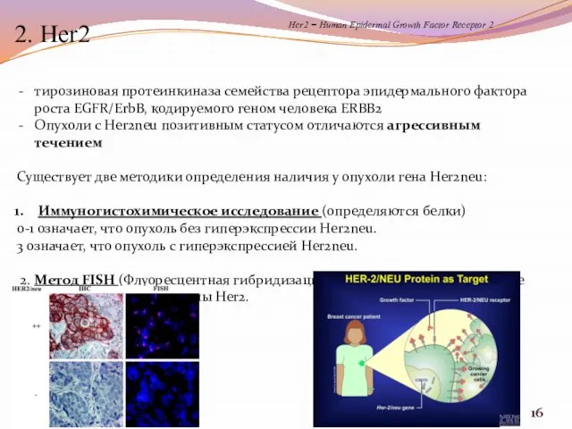 тирозиновая протеинкиназа семейства рецептора эпидермального фактора роста EGFR/ErbB, кодируемого геном человека