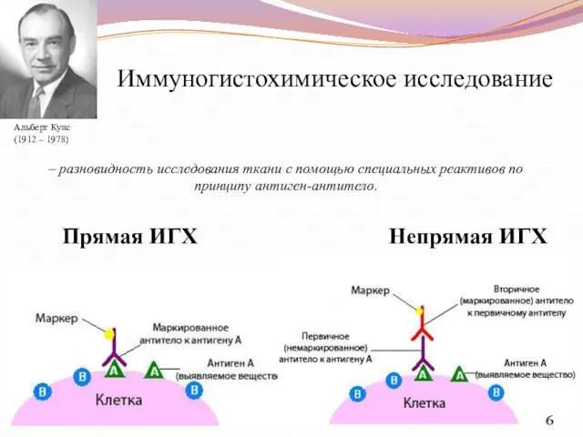 Иммуногистохимическое исследование – разновидность исследования ткани с помощью специальных реактивов по