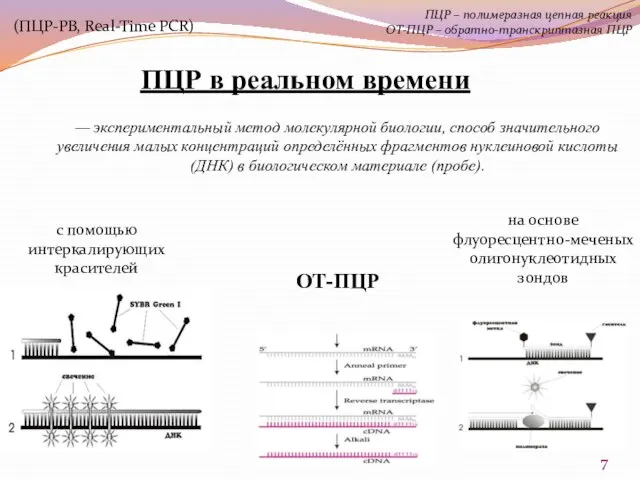 — экспериментальный метод молекулярной биологии, способ значительного увеличения малых концентраций определённых