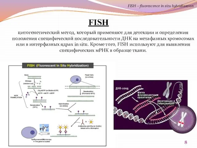 FISH цитогенетический метод, который применяют для детекции и определения положения специфической