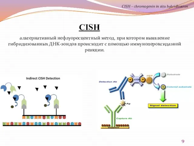 CISH альтернативный нефлуоресцентный метод, при котором выявление гибридизованных ДНК-зондов происходит с