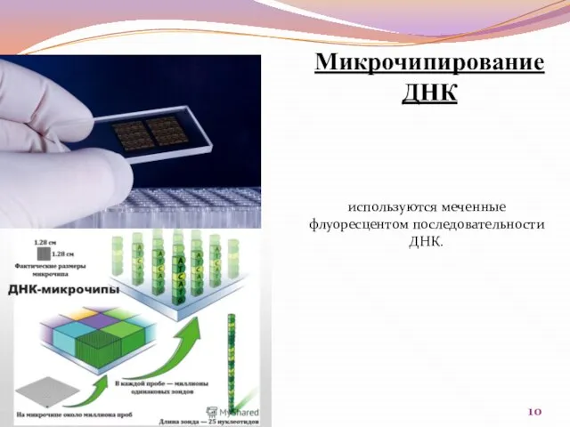 Микрочипирование ДНК используются меченные флуоресцентом последовательности ДНК.