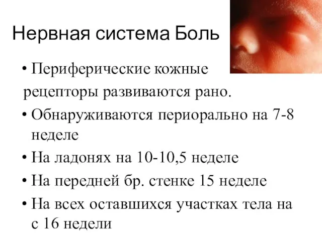 Нервная система Боль Периферические кожные рецепторы развиваются рано. Обнаруживаются периорально на