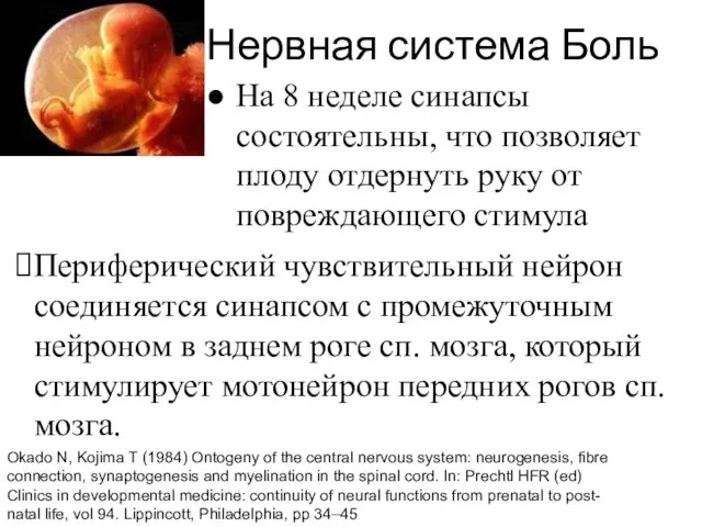 Нервная система Боль На 8 неделе синапсы состоятельны, что позволяет плоду