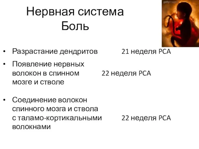 Нервная система Боль Разрастание дендритов 21 неделя PCA Появление нервных волокон