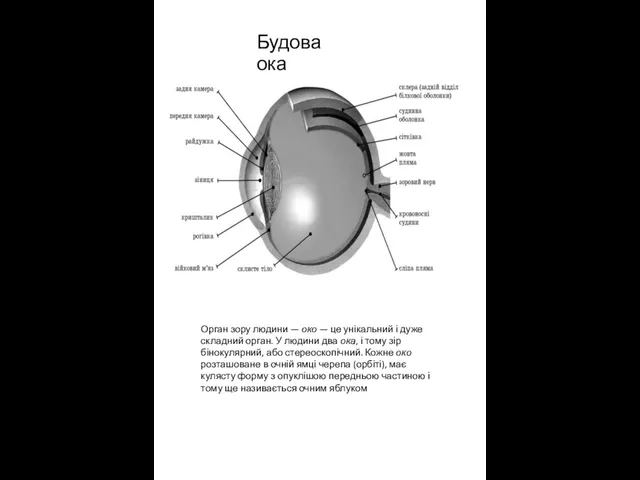 Будова ока Орган зору людини — око — це унікальний і