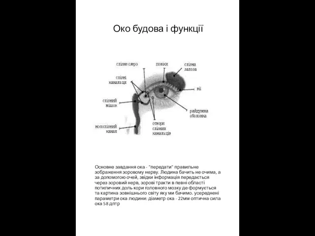 Око будова і функції Основне завдання ока - "передати" правильне зображення