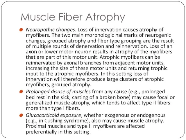 Muscle Fiber Atrophy Neuropathic changes. Loss of innervation causes atrophy of