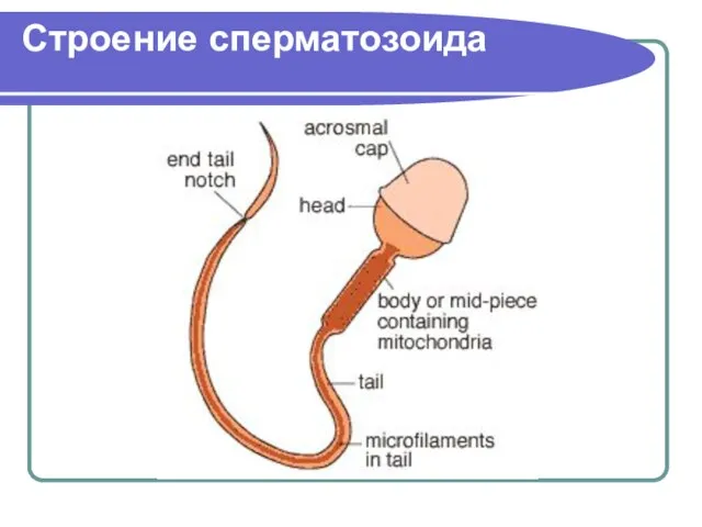 Строение сперматозоида