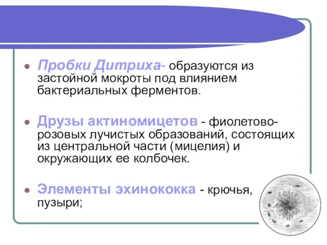 Пробки Дитриха- образуются из застойной мокроты под влиянием бактериальных ферментов. Друзы