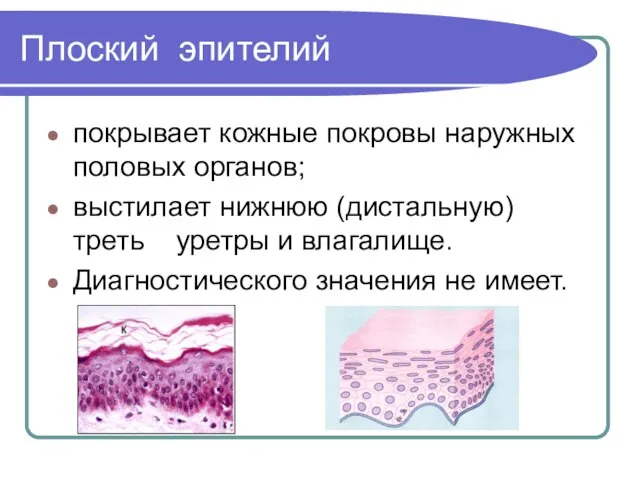 Плоский эпителий покрывает кожные покровы наружных половых органов; выстилает нижнюю (дистальную)