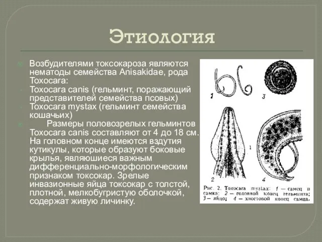 Этиология Возбудителями токсокароза являются нематоды семейства Anisakidae, рода Toxocara: Toxocara canis