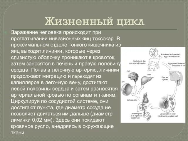 Жизненный цикл Заражение человека происходит при проглатывании инвазионных яиц токсокар. В