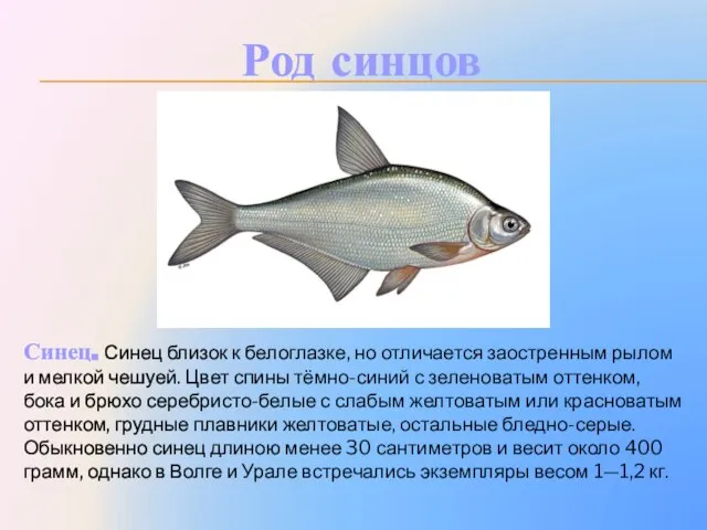 Род синцов Синец. Синец близок к белоглазке, но отличается заостренным рылом