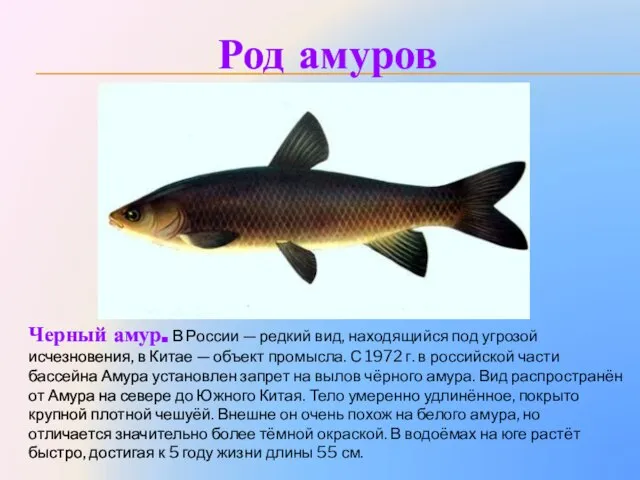 Род амуров Черный амур. В России — редкий вид, находящийся под