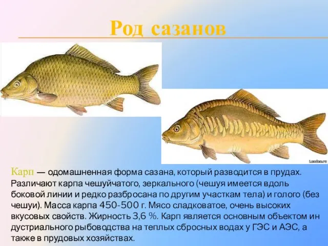 Карп — одомашненная форма сазана, который разводится в прудах. Различают кар­па