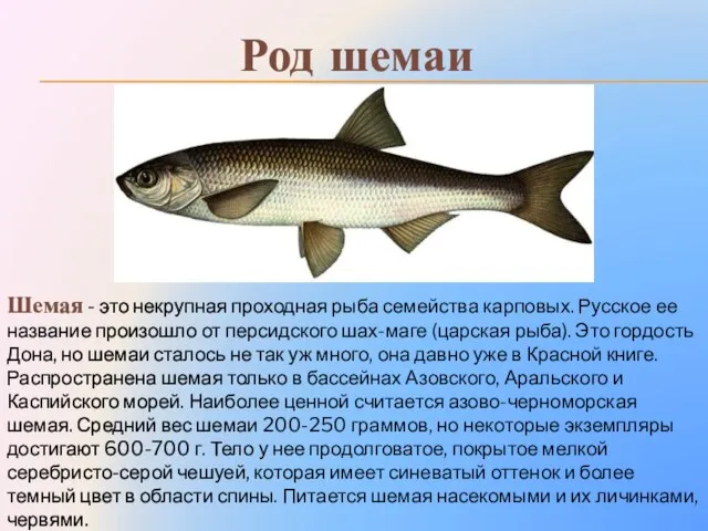 Род шемаи Шемая - это некрупная проходная рыба семейства карповых. Русское