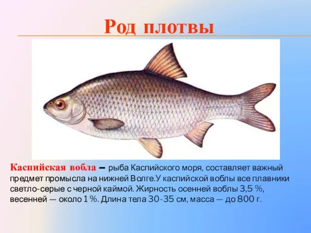 Род плотвы Каспийская вобла – рыба Каспийского моря, составляет важный предмет