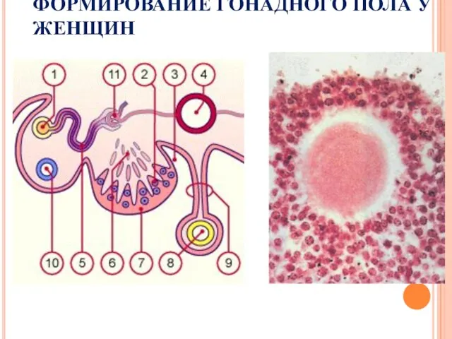 ФОРМИРОВАНИЕ ГОНАДНОГО ПОЛА У ЖЕНЩИН