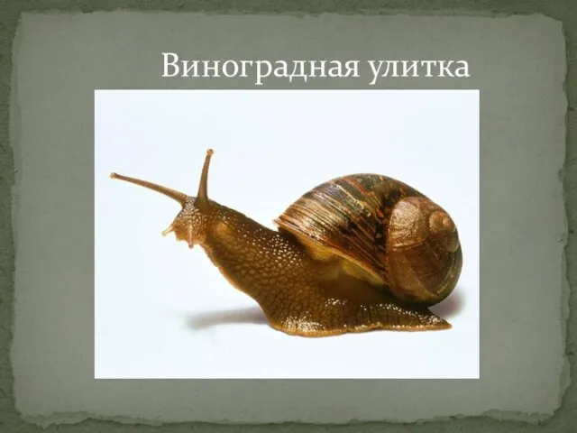 Виноградная улитка