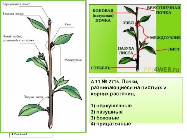 19.11.13 A 11 № 2715. Почки, развивающиеся на листьях и корнях