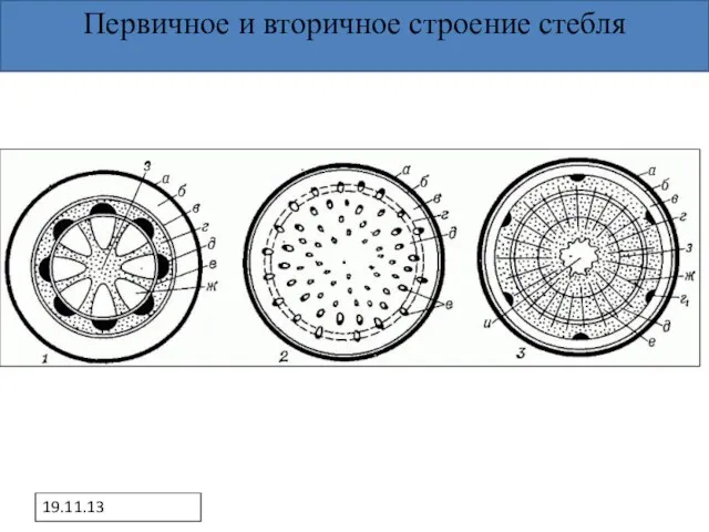 19.11.13 Первичное и вторичное строение стебля