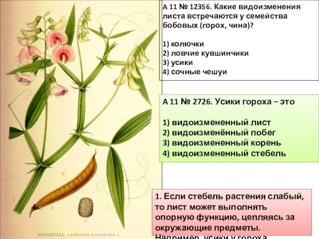 19.11.13 A 11 № 12356. Какие видоизменения листа встречаются у семейства