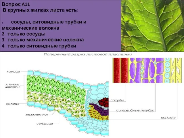19.11.13 Вопрос A11 В крупных жилках листа есть: сосуды, ситовидные трубки