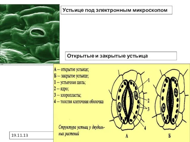 19.11.13 Устьице под электронным микроскопом Открытые и закрытые устьица