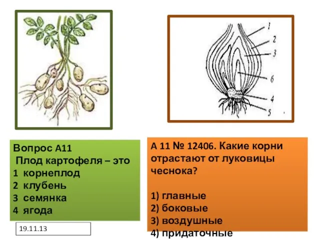 19.11.13 Вопрос A11 Плод картофеля – это 1 корнеплод 2 клубень