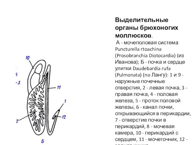 Выделительные органы брюхоногих моллюсков. А - мочеполовая система Puncturella rtoachina (Prosobranchia