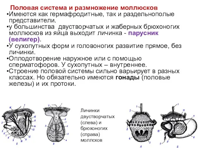 Половая система и размножение моллюсков Имеются как гермафродитные, так и раздельнополые