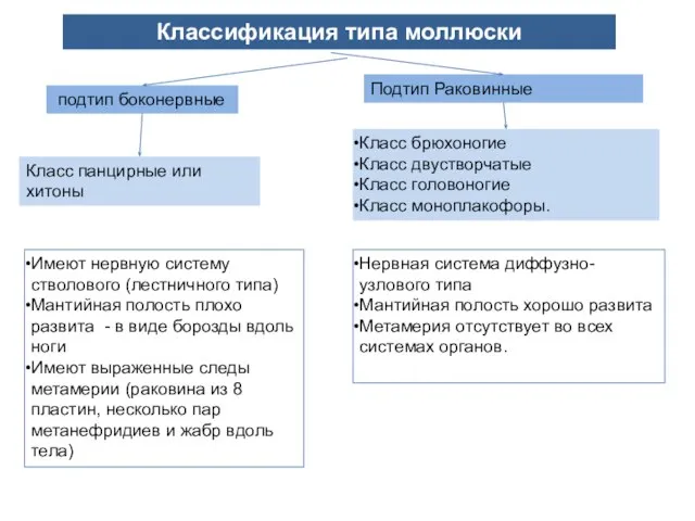 Классификация типа моллюски подтип боконервные Подтип Раковинные Класс панцирные или хитоны