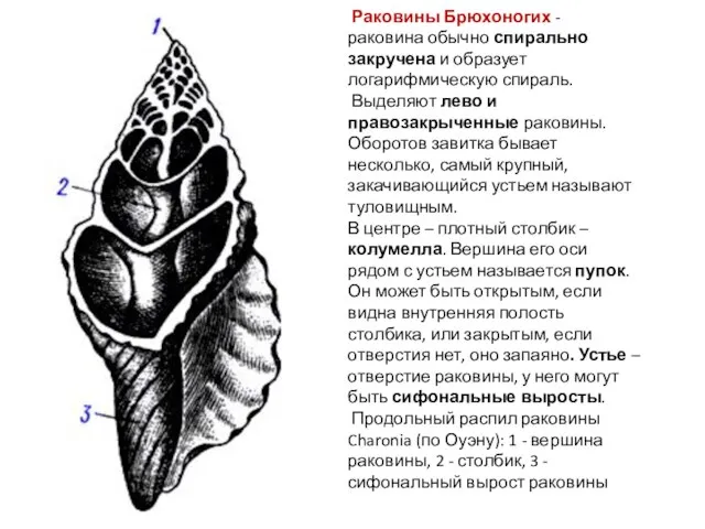 Раковины Брюхоногих - раковина обычно спирально закручена и образует логарифмическую спираль.