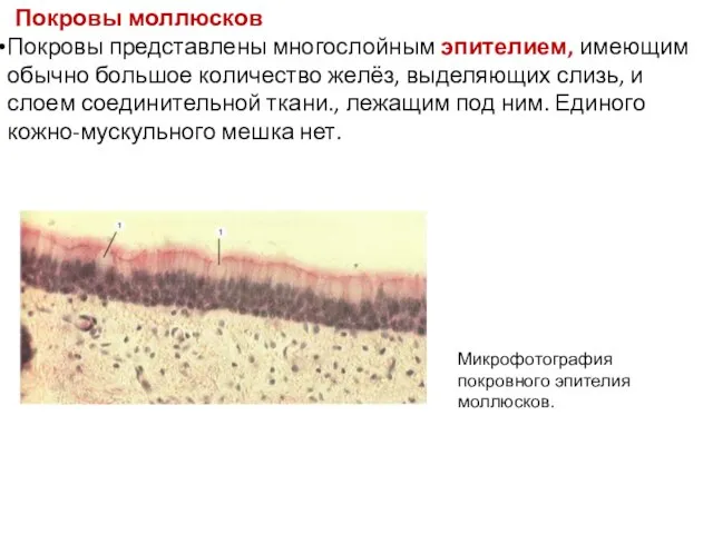 Покровы моллюсков Покровы представлены многослойным эпителием, имеющим обычно большое количество желёз,