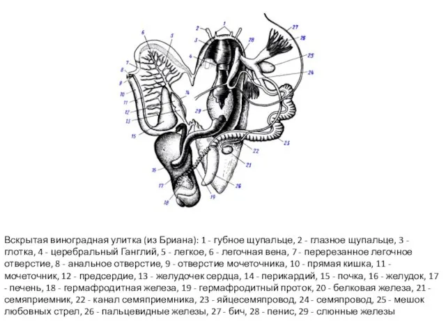 Вскрытая виноградная улитка (из Бриана): 1 - губное щупальце, 2 -