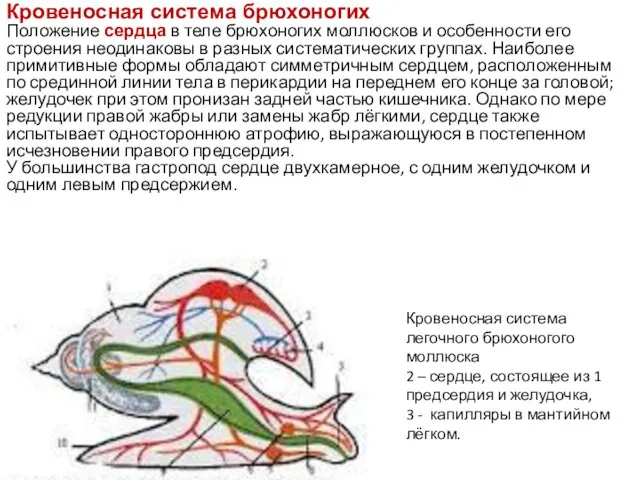 Кровеносная система брюхоногих Положение сердца в теле брюхоногих моллюсков и особенности