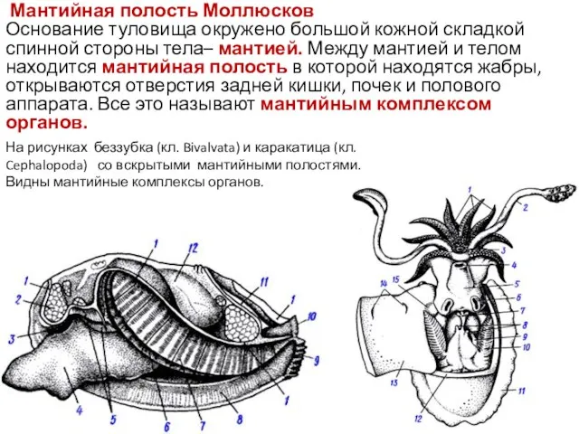 Мантийная полость Моллюсков Основание туловища окружено большой кожной складкой спинной стороны