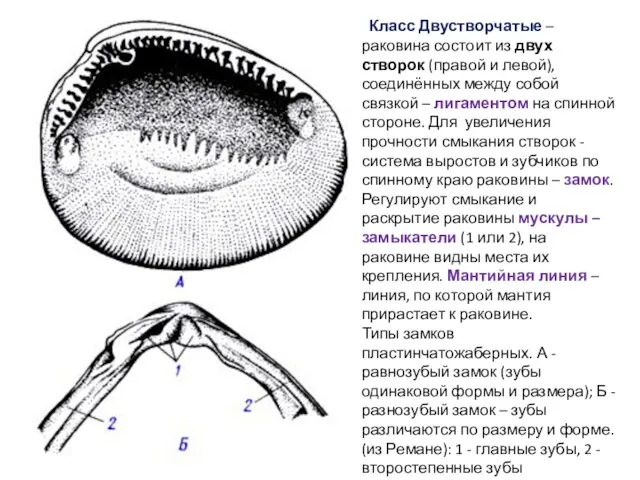 Класс Двустворчатые – раковина состоит из двух створок (правой и левой),