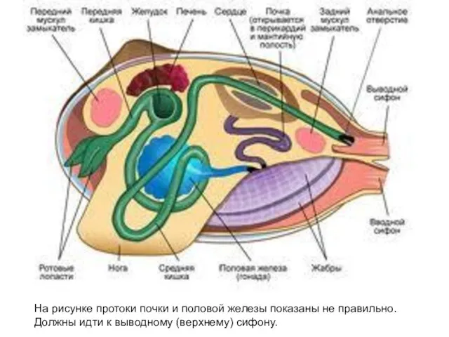 На рисунке протоки почки и половой железы показаны не правильно. Должны идти к выводному (верхнему) сифону.