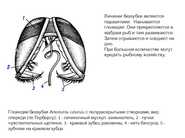 Глохидии беззубки Апоdonta celensis с полураскрытыми створками, вид спереди (по Герберсу):