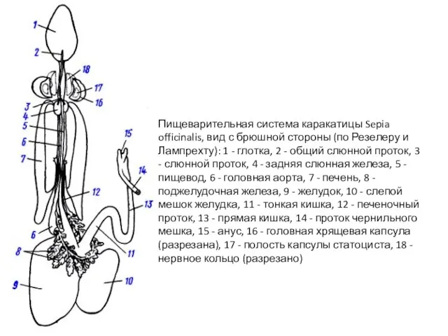 Пищеварительная система каракатицы Sepia officinalis, вид с брюшной стороны (по Резелеру