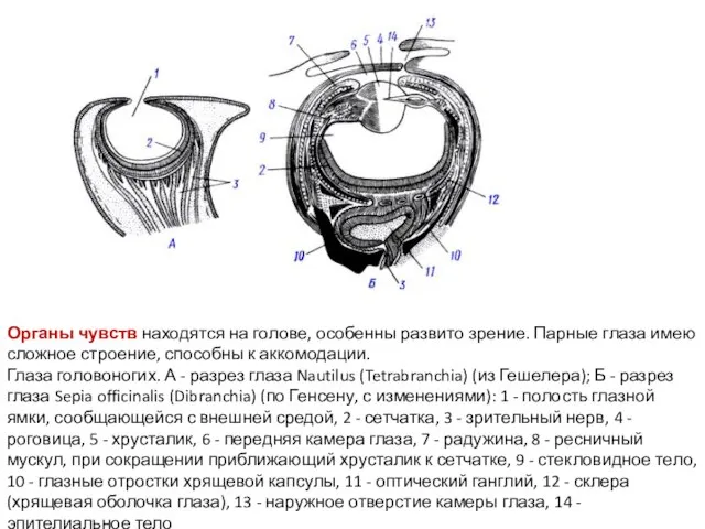 Органы чувств находятся на голове, особенны развито зрение. Парные глаза имею