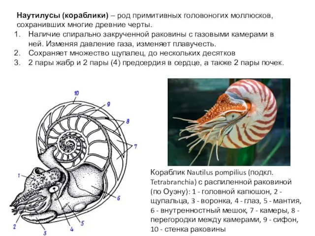 Наутилусы (кораблики) – род примитивных головоногих моллюсков, сохранивших многие древние черты.