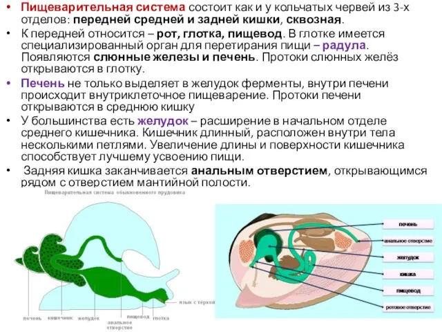 Пищеварительная система состоит как и у кольчатых червей из 3-х отделов: