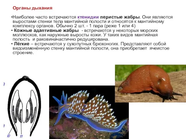 Органы дыхания Наиболее часто встречаются ктенидии перистые жабры. Они являются выростами