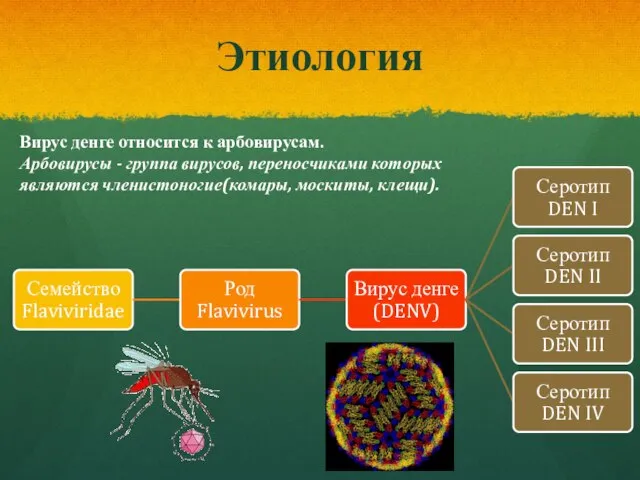 Этиология Вирус денге относится к арбовирусам. Арбовирусы - группа вирусов, переносчиками которых являются членистоногие(комары, москиты, клещи).