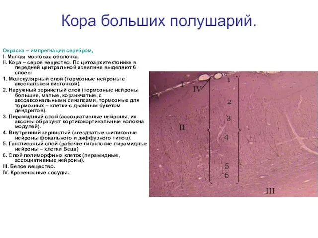 Кора больших полушарий. Окраска – импрегнация серебром. I. Мягкая мозговая оболочка.