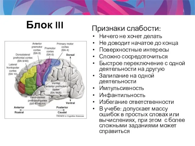 Блок III Признаки слабости: Ничего не хочет делать Не доводит начатое